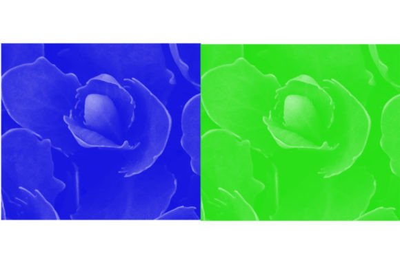 Beautiful Rose Brush: Elevating Digital Art with a Single, Stunning Tool